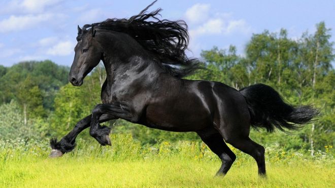 black-horses-stallion-andalusian-new-hd-wide-wallpaper-free-beautiful-horse-images